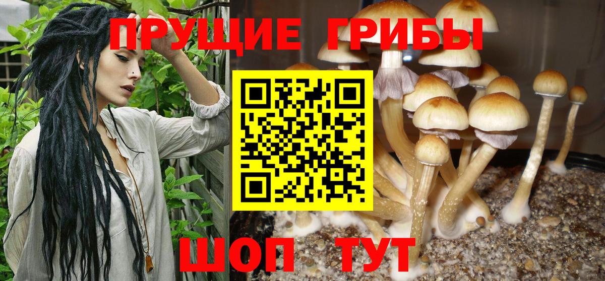Галлюциногенные грибы Psilocybe Малгобек